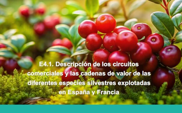 Cabecera informe GESTES