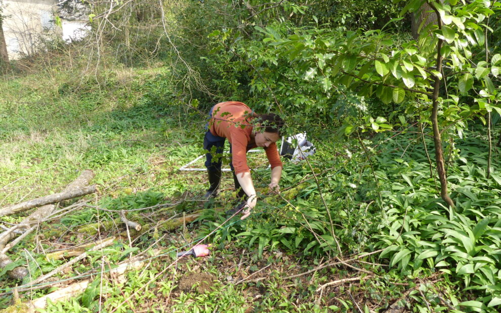 Seguimiento de las poblaciones de allium ursinum