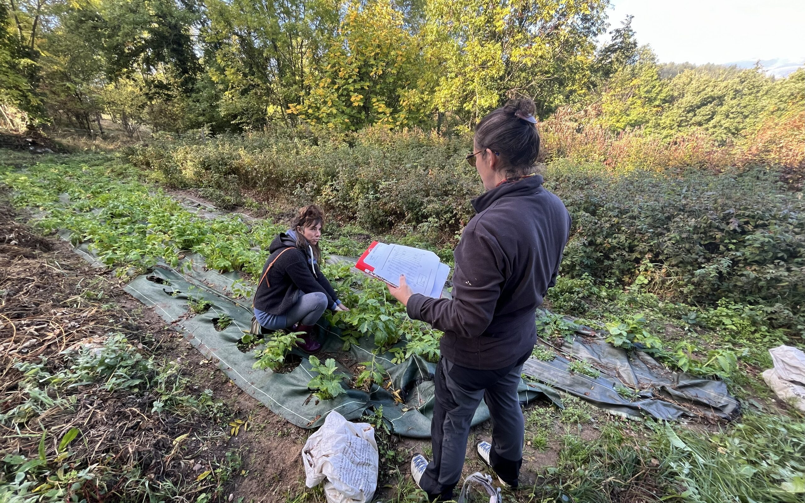 Suivi de la Valériane à Fillols (Marie Sarotte) – Automne 2025