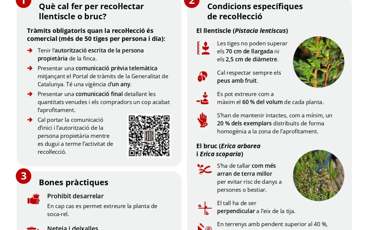 Infografia_Llentiscle_Bruc_page-0001